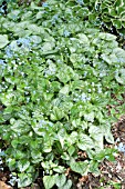 BRUNNERA MACROPHYLLA JACK FROST