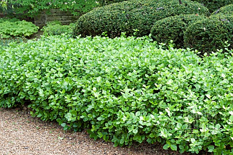 EUONYMUS_KIAUTSCHOVICUS_MANHATTAN