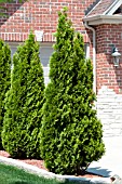 THUJA OCCIDENTALIS SMARAGD