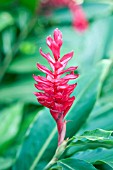 ALPINIA PURPURATA JUNGLE KING