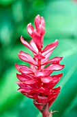 ALPINIA PURPURATA JUNGLE KING