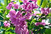 BOUGAINVILLEA DEEP PINK