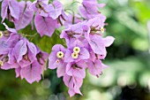 BOUGAINVILLEA LIGHT PINK