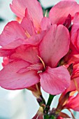 CANNA PINK