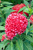 CELOSIA ARGENTEA CRISTATA CHIEF PERSIMMON