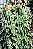 CISSUS DISCOLOR