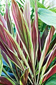 CORDYLINE TERMINALIS PINK DIAMOND