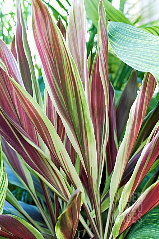 CORDYLINE_TERMINALIS_PINK_DIAMOND