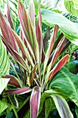 CORDYLINE TERMINALIS PINK DIAMOND