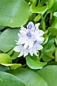 EICHHORIA CRASSIPES WATER HYACINTH