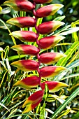 HELICONIA ROSTRATA