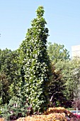 LIQUIDAMBAR STYRACIFLUA SLENDER SILHOUETTE