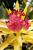 NERIUM OLEANDER VARIEGATA