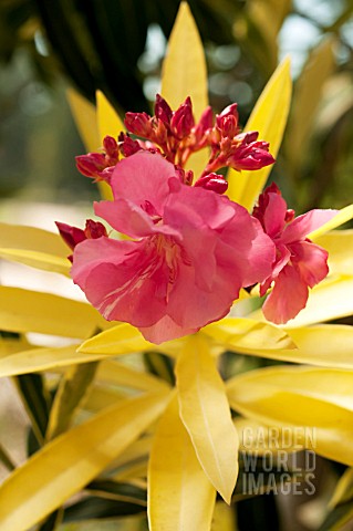 NERIUM_OLEANDER_VARIEGATA