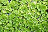 PISTIA STRATIOTES