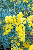 ACACIA SPECTABILIS