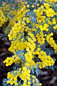 ACACIA SPECTABILIS