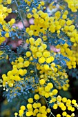 ACACIA SPECTABILIS