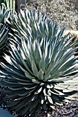 AGAVE BLUE GLOW