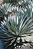 AGAVE BLUE GLOW