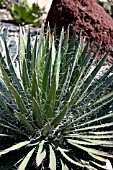 AGAVE FILIFERA