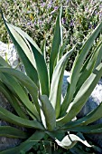 AGAVE VILMORINIANA