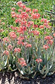 ALOE CHABAUDII