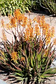 ALOE DAVEI