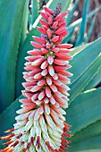 ALOE FEROX