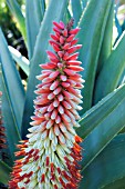 ALOE FEROX