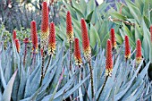 ALOE PETRICOLA