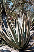 ALOE SUZANNAE