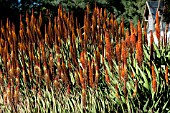 ALOE VRYHEIDENSIS