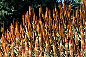 ALOE VRYHEIDENSIS