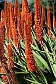 ALOE VRYHEIDENSIS