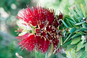 CALLISTEMON CITRINUS