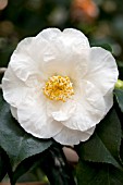 CAMELLIA JAPONICA ALBA SUPERBA