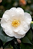 CAMELLIA JAPONICA ALBA SUPERBA