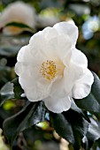 CAMELLIA JAPONICA ALBA SUPERBA