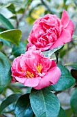 CAMELLIA JAPONICA ANITA TRIUMPH