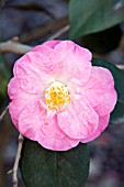 CAMELLIA JAPONICA BERENICE BODDY