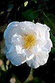 CAMELLIA JAPONICA BRIDES BOUQUET