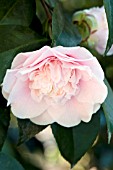 CAMELLIA JAPONICA CM WILSON