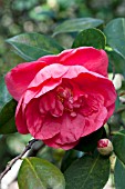 CAMELLIA JAPONICA DRAMA GIRL