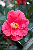 CAMELLIA JAPONICA ELEGANS SUPREME