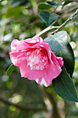 CAMELLIA JAPONICA ELEGANS VARIEGATED