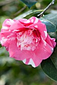 CAMELLIA JAPONICA ELEGANS VARIEGATED