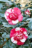 CAMELLIA JAPONICA GIGANTEA