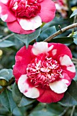 CAMELLIA JAPONICA GIGANTEA