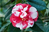 CAMELLIA JAPONICA GIGANTEA